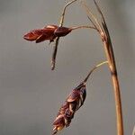 Carex rariflora Fruit