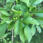 Ilex decidua Blatt