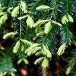 Sequoia sempervirens Foglia