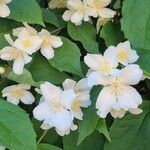 Philadelphus pubescensBlomst