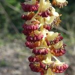 Populus nigra Flower