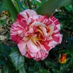 Rosa gallica Blodyn