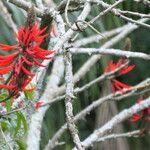 Erythrina speciosa Pokrój