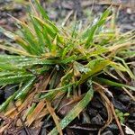 Poa annua Leaf