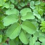 Sanguisorba canadensis Lehti