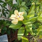 Solandra maxima Blüte