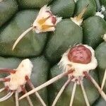 Gymnocalycium pflanzii Flor