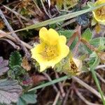 Potentilla verna Blüte