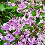 Syringa persica Flor