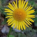 Doronicum columnae 花