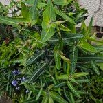 Euphorbia lathyris موطن