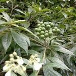 Solanum umbellatum Fruit