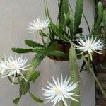 Epiphyllum phyllanthus Květ