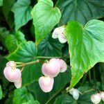 Begonia formosana 花