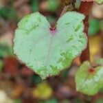 Fagopyrum cymosum Leaf