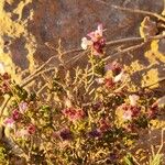 Frankenia corymbosa Flor