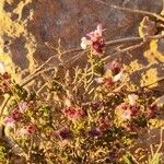 Frankenia corymbosa Flower