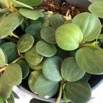 Peperomia rotundifolia 葉