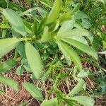 Trigonella foenum-graecum Folla