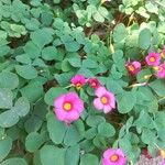 Oxalis purpurea Blomst