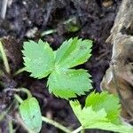 Coptis trifolia Liść