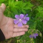 Geranium pratenseBlüte