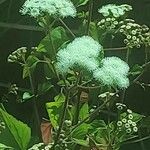 Ageratina adenophora Цвят