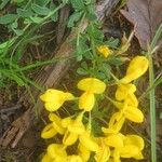 Cytisus decumbens Hoja