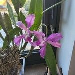 Guarianthe skinneri 花