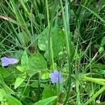 Wahlenbergia hederacea Flor