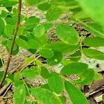 Phyllanthus tenellus Feuille