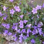 Campanula portenschlagianaFlor