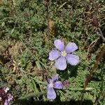 Linum lewisii Flower