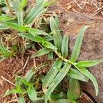 Commelina reptans ഇല