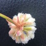 Armeria arenaria फूल