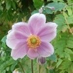 Anemone hupehensis Sonstige