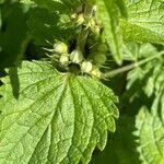 Lamium album Flower