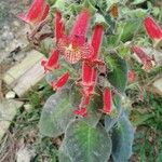 Kohleria amabilis 花
