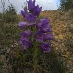 Campanula speciosa Blüte