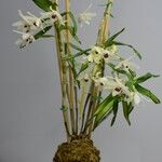 Dendrobium nobile Flower