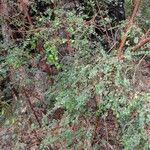 Bossiaea lenticularis