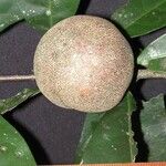 Chrysophyllum venezuelanense Fruto