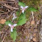 Trillium undulatum Цветок