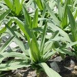 Lactuca indica Hoja
