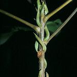 Sloanea grandiflora Bark