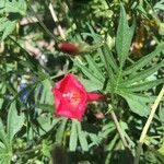 Ipomoea x multifida Flower