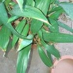 Aspidistra elatior Frunză