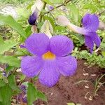 Thunbergia erecta Blomst