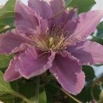 Clematis patensFlower