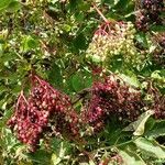 Sambucus nigra ഫലം